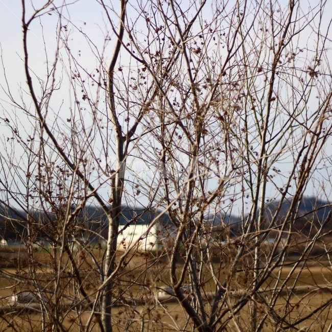 시골,풍경,자연,rural,scenery,식물,자연,plants,nature,나무,trees,wood