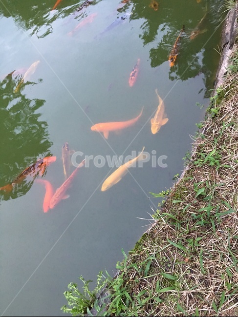 fish,물고기,animal,동물,잉어,어류,물고기,fish