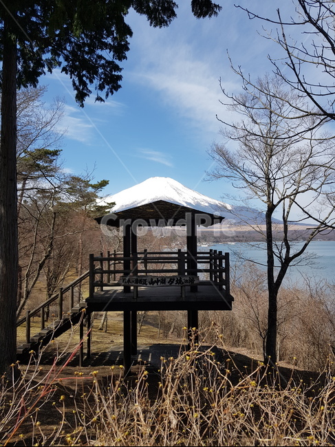 후지산,눈덮힌후지산,후지산겨울,겨울후지산,맑은후지산,후지산호수,일본산,일본,야마나카호수,야마나카호,나무,산,물,호수,겨울산,산중호,겨울호수