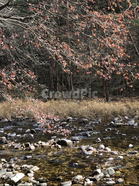 tree,나무,plant,식물,ground,maple,단풍,풍경,가을,잎,leaf,가을,계절,fall,autumn,season,바닥
