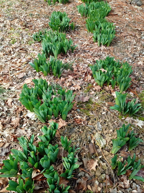 새싹,식물,자연,잎,꽃무릇,상사화,plant,leaf,식물,자연,plants,nature