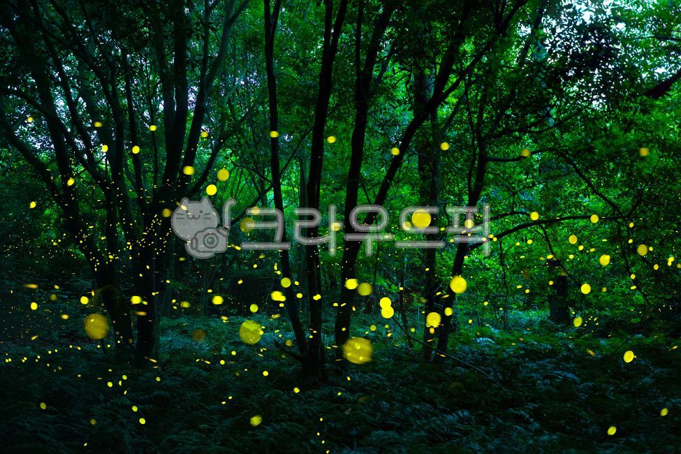 반딧불,야경,빛,곶자왈,숲,숲속,산림,나무,밤,vegetation,초목,animal,동물,firefly,반딧불이,insect,곤충,invertebrate,무척추동물