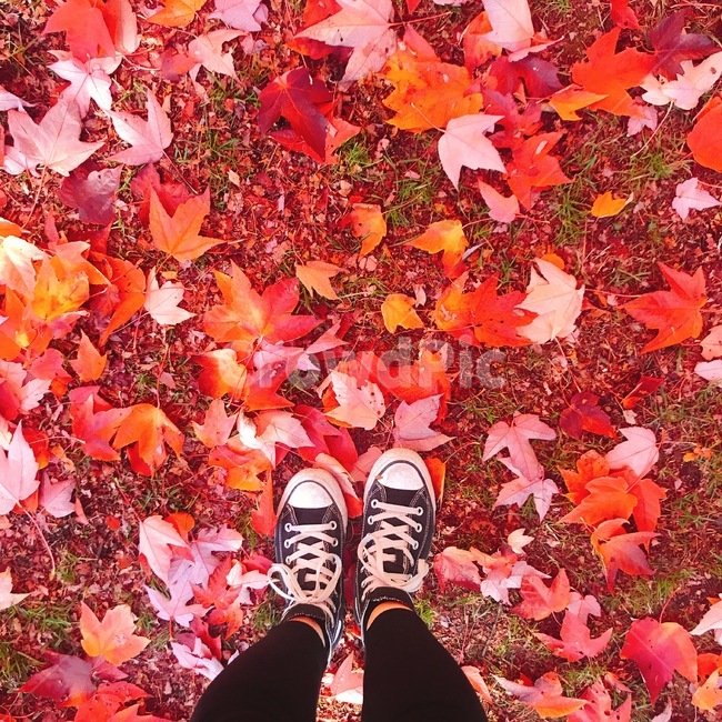 단풍잎,가을,나뭇잎,캐나다,밴쿠버,발,자연,풍경,컨버스,여행,가을,계절,fall,autumn,season,plant,식물,leaf,잎,tree,나무,maple,단풍