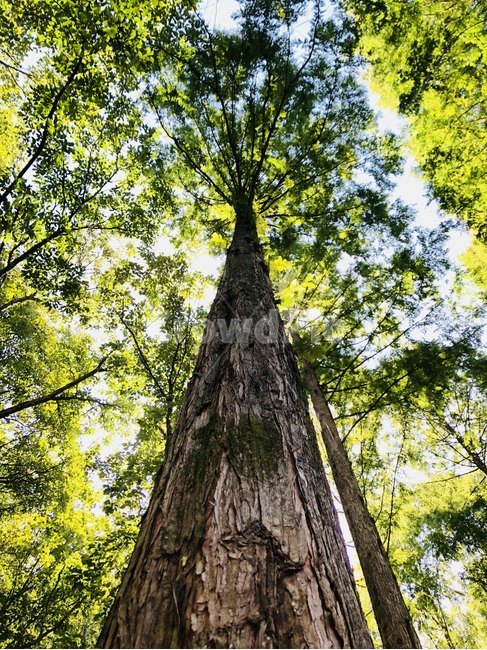 소나무,풍경,숲,나무,하늘,식물,자연,plants,nature,나무,trees,wood