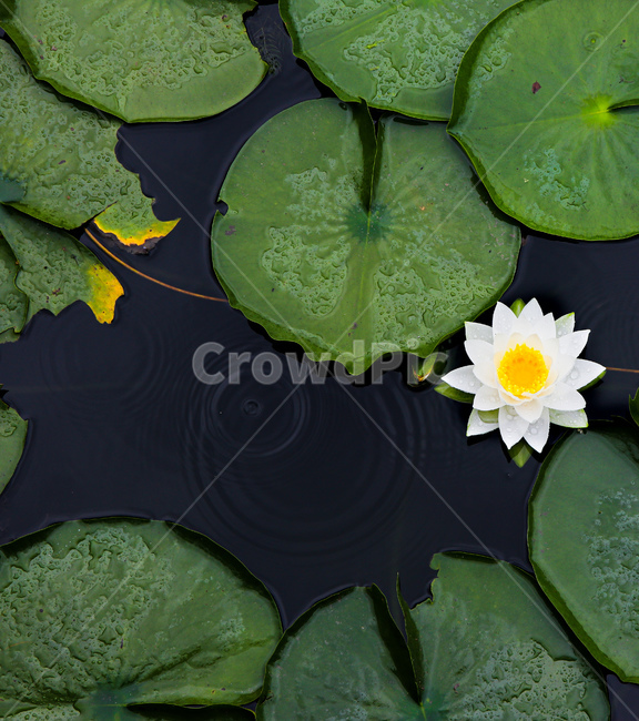 연꽃,자연,여름,꽃,식물,plant,식물,자연,plants,nature,꽃,flower