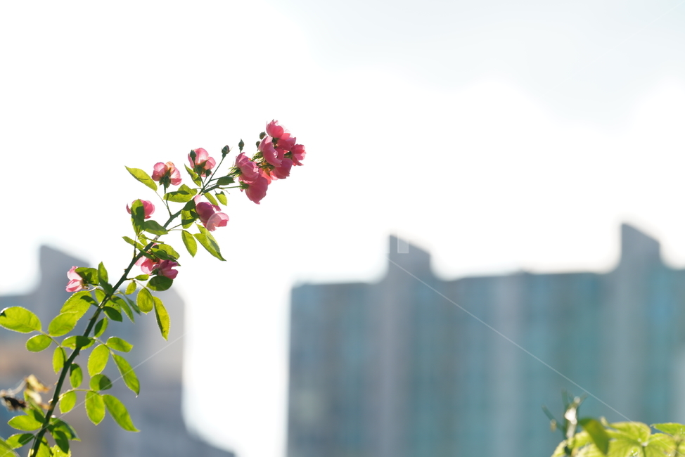 장미,꽃,플라워,식물,생물,생명,flower,plant,식물,자연,plants,nature,꽃,flower