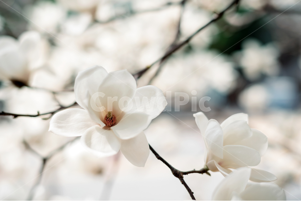 목련,꽃,봄꽃,3월,하얀색,순수,봄,계절,spring,season,식물,자연,plants,nature,꽃,flower,감성,sensible,feeling,plant