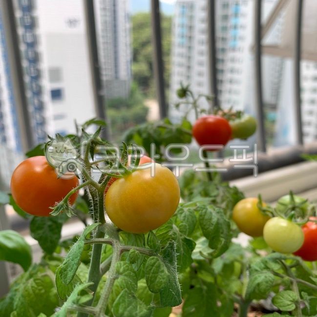 식물,채소,토마토,방울토마토,주황색