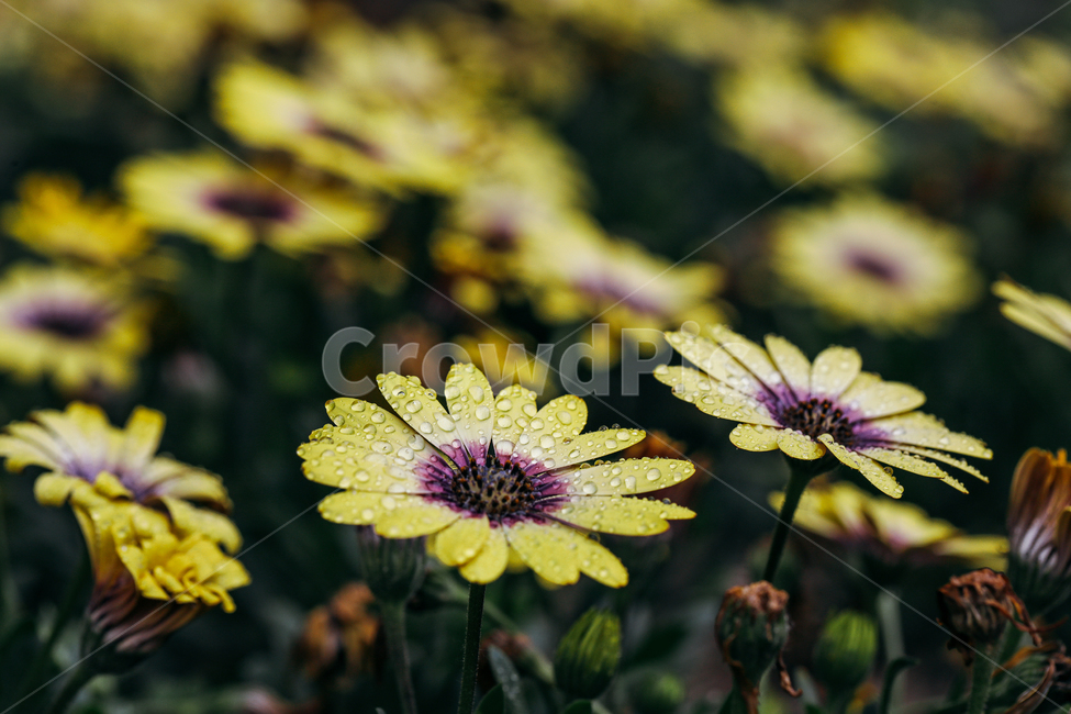 꽃,접사,물방울,비오는날,식물원,식물,자연,plants,nature,꽃,flower,비,비오는날,rain,rainy