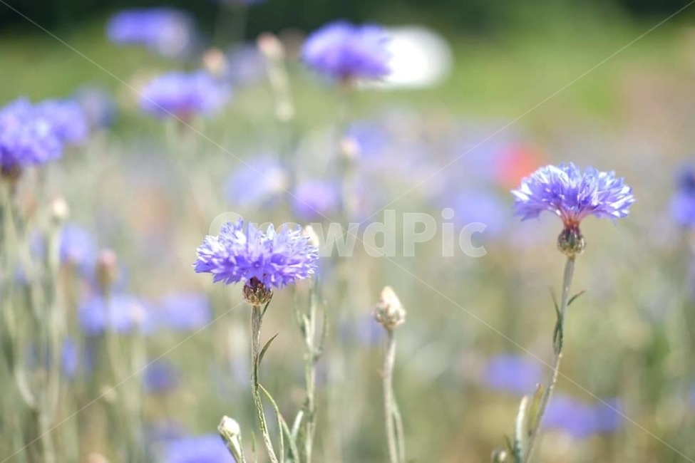 꽃,양귀비,수래숙화,축제,보라색