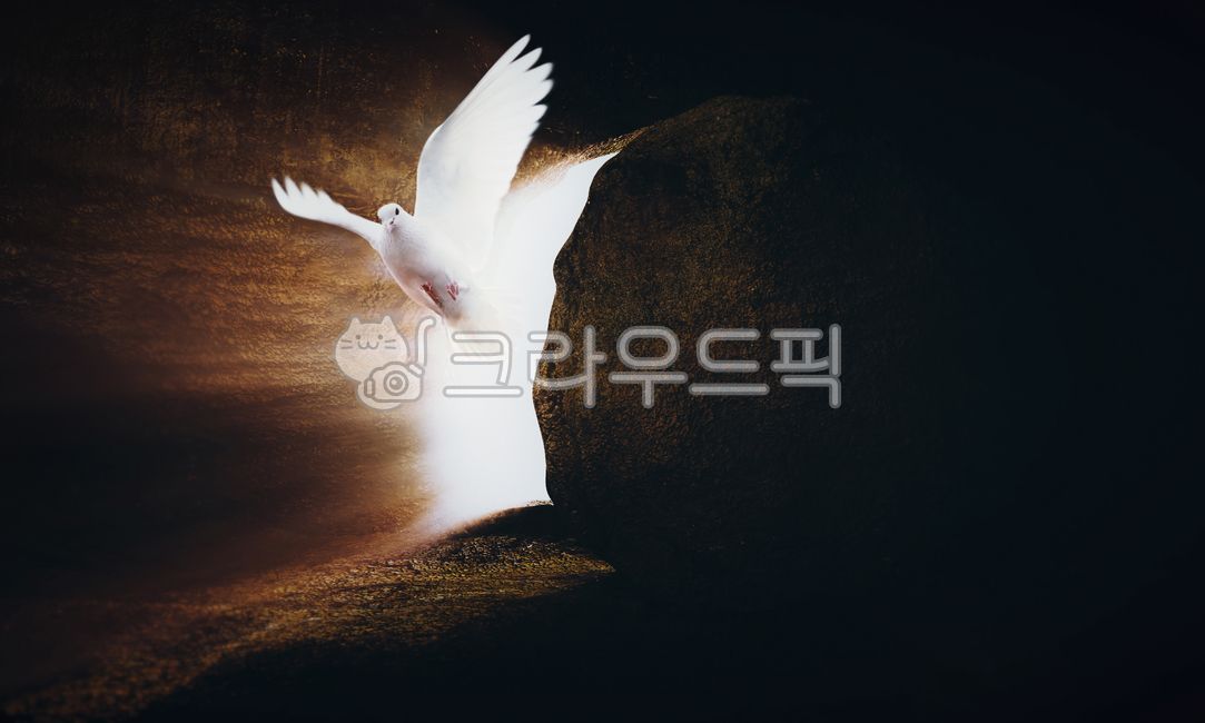 무덤,비둘기,십자가,예수그리스도,부활,부활절,하나님,예수님,고난,고통,죽음,희생,믿음,신앙,종교,교회,거룩한,성당,기독교,천주교,배경,밝은,빛,광선,흰색,복음,선교,예배,기도,은혜,성령,보혈,묵상,천국,실루엣,상징,성경,사순절,나는,날개,cross,holy,jesus,bible,easter,resurrection,bird,새,동물