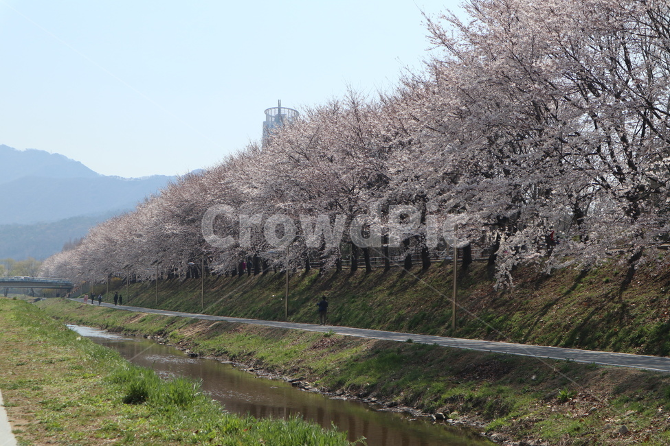 꽃,벚꽃,산책길,벚꽃길,벚꽃나무,식물,blossom,flower