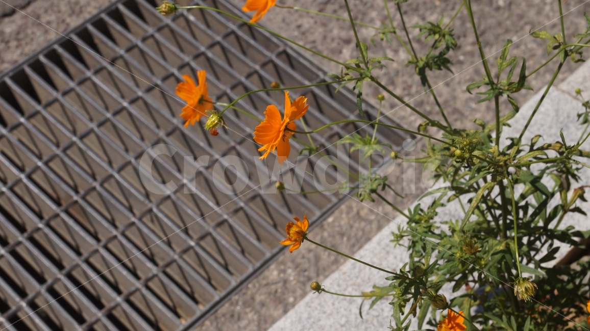 풍경,꽃,노란,분위기,공간,가을,계절,fall,autumn,season,식물,자연,plants,nature,꽃,flower,plant,leaf,잎