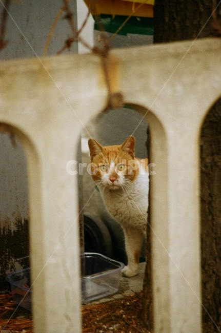필름,필름사진,감성,감성사진,심미적,아름다움,cat,고양이,pet,애완동물,animal,동물,포유류,동물,animal,포유류,mammal,고양이,cat,kitten,kitty
