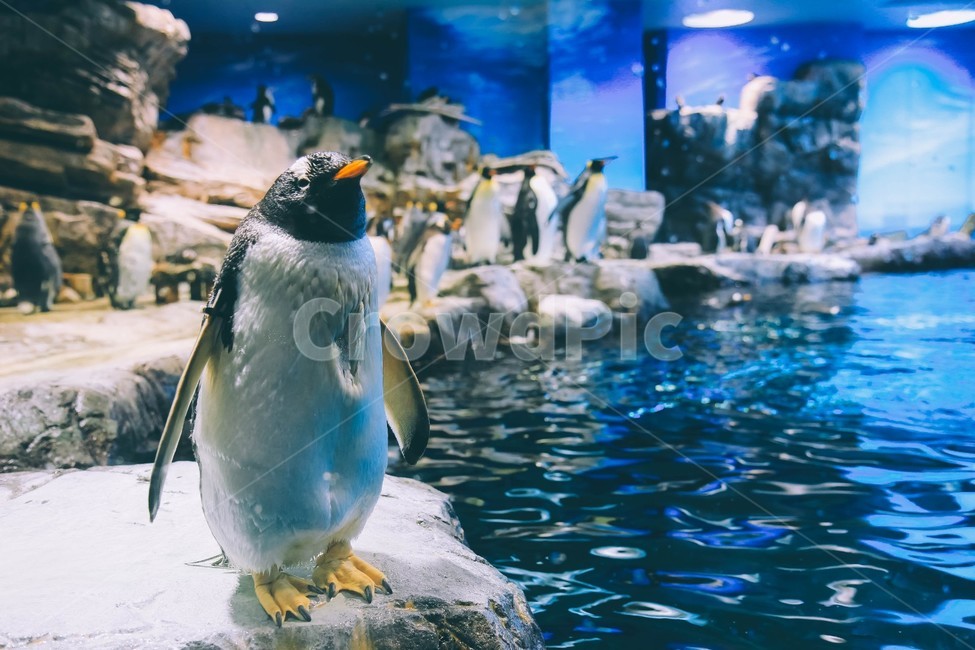 penguin,펭귄,animal,동물,수족관,동물,animal,조류,새,birds