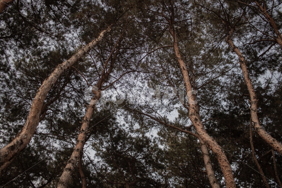 소나무,상향식,공원,나무,청량,자연,풍경,nature,landscape,식물,plants,나무,trees,wood,tree,plant,tree trunk,나무 줄기