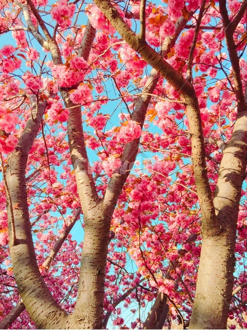 꽃,벚꽃,나무,봄,자연,봄,계절,spring,season,식물,자연,plants,nature,꽃,flower,plant,tree