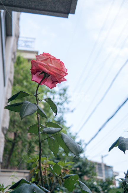 장미,가을장미,붉은장미,레드장미,빨간장미,가을,가을꽃,화단,가을화단꽃,자연,식물,plants,nature,flower,spring,아웃포커싱,공원,식물,자연,plants,nature,꽃,flower