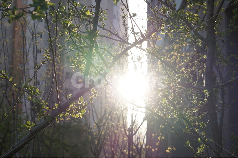 저녁,석양,노을,해,빛,나무,맑음,봄,식물,자연,plants,nature,휴식,힐링,rest,relaxation,healing