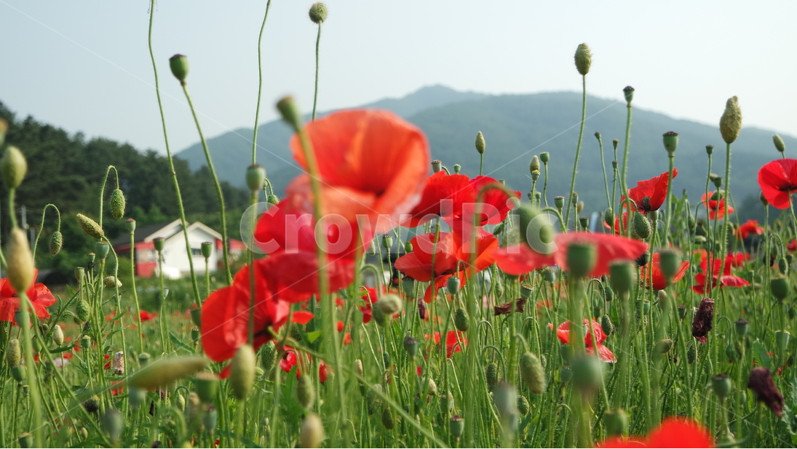 양귀비,양귀비꽃,꽃축제,꽃,꽃사진,식물,자연,plants,nature,꽃,flower