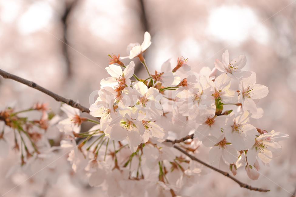 벚꽃,꽃,봄,식물,자연,식물,자연,plants,nature,꽃,flower
