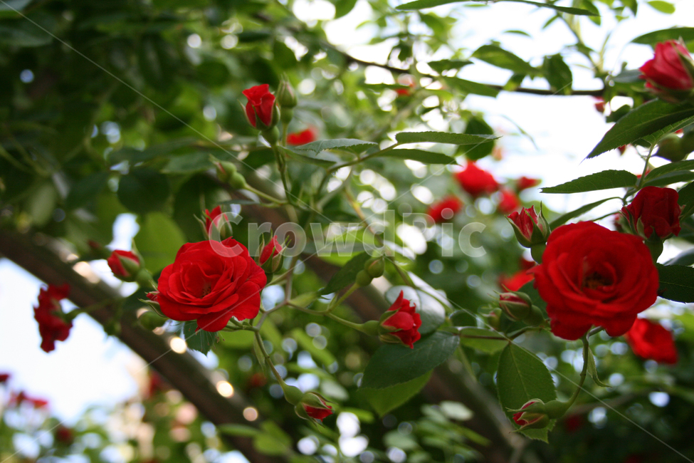 장미,장미덩쿨,식물,flower,plants,nature,꽃,꽃봉오리,식물,자연,plants,nature,꽃,flower