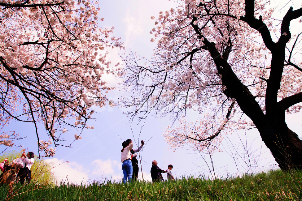 벗꽃,봄꽃,봄소식,꽃,봄,plant,식물,flower,person,사람,human,인간,tree,나무