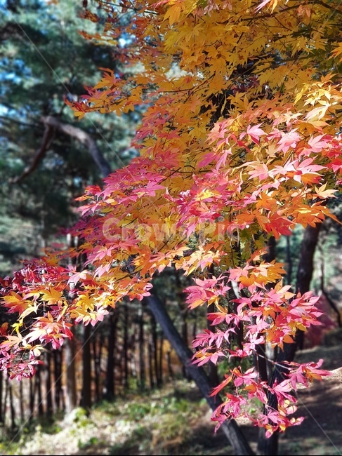 단풍,청남대단풍,단풍나무,가을,단풍잎,대청호단풍,가을단풍,빨간단풍,노란단풍