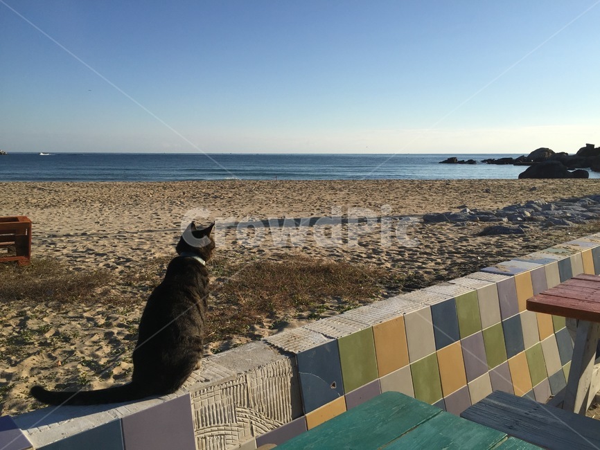 바다고양이,고양이,cat,pet,죽도해변,양양,동해바다,바다,동물,animal,포유류,mammal,고양이,cat,kitten,kitty