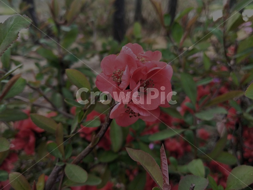 다홍색꽃,봄꽃,한송이,초록잎,예쁜,식물,자연,plants,nature,꽃,flower