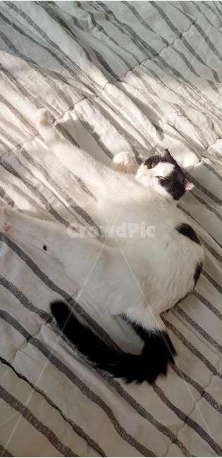 기지개,고양이,cat,침대,반려묘