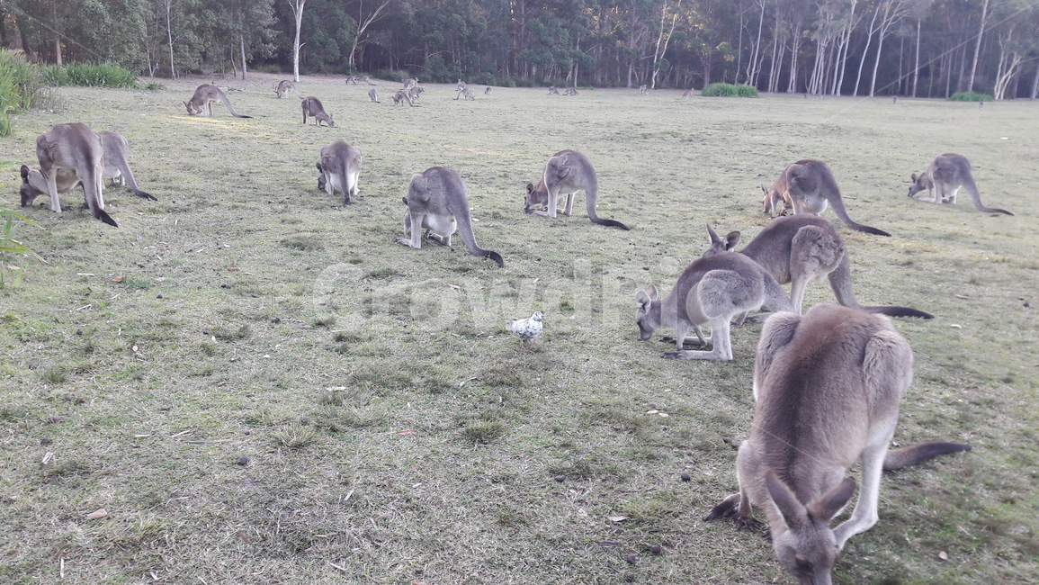 캥거루,포유류,kangaroo,동물,animal,호주캥거루