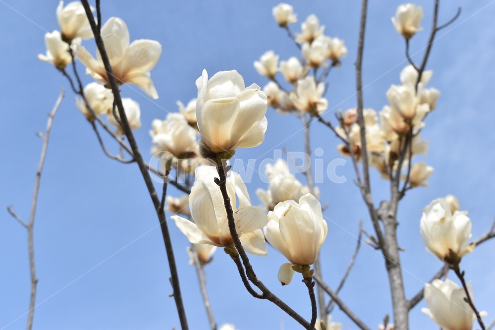 꽃,벚꽃,봄,목련,나무,하늘,아름다움,화사함,flower,식물,자연,plants,nature,꽃,flower