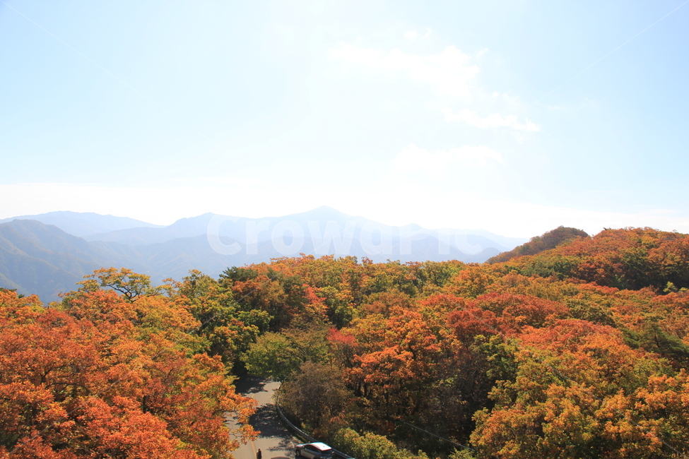nature,자연,tree,가을풍경,아름다운곳,가을,계절,fall,autumn,season,자연,풍경,nature,landscape,outdoors,옥외,나무,plant,식물