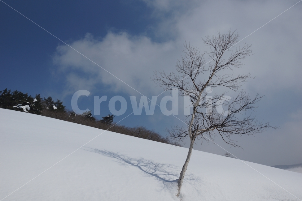 강원도,삼양목장,양떼목장,눈,나무,겨울,감성,자연,풍경,nature,landscape,겨울,계절,winter,season,outdoors,옥외,plant,식물,tree