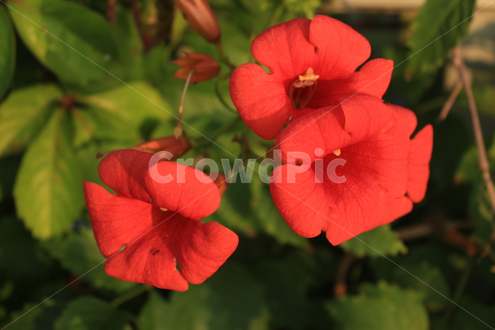 blossom,꽃,flower,식물,빨강,식물,자연,plants,nature,꽃,flower