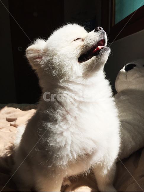 포메라니안,강아지,개,반려동물,애완동물,기쁨,미소,행복,동물