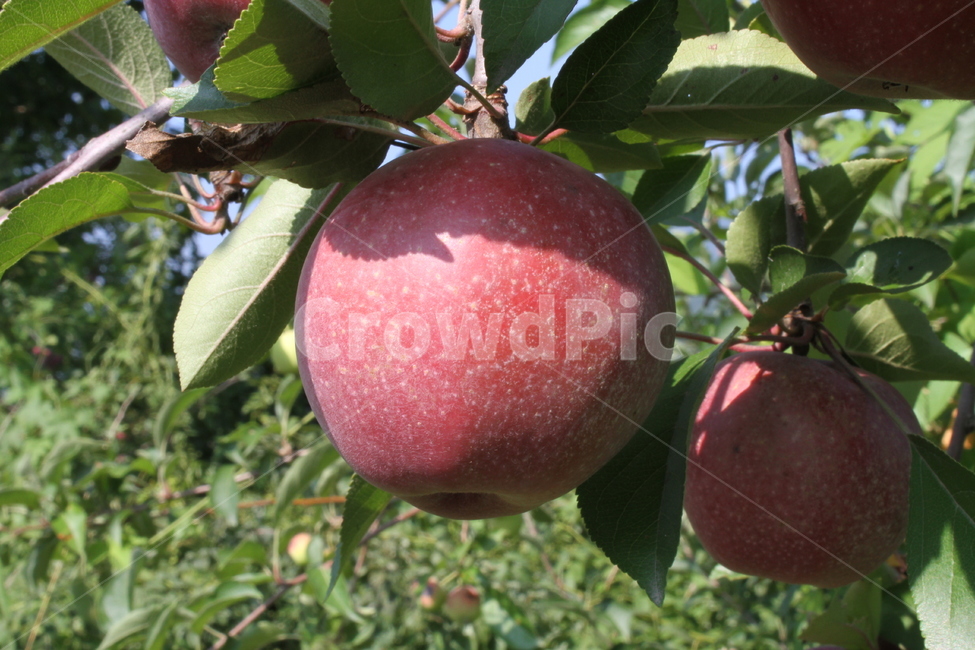사과,빨강,과일,식물,농작물,apple,음식,식재료,요리,food,cook,meal,dishes,food reserves,과일,열매,fruit