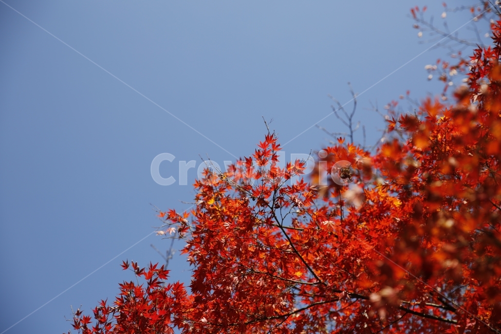 가을,낙엽,가을사진,단풍,은행,하늘,풍경,풍경사진,감성사진,감성,landscape,단풍놀이,출사,가을,계절,fall,autumn,season,식물,자연,plants,nature,leaf,잎,plant,tree,나무
