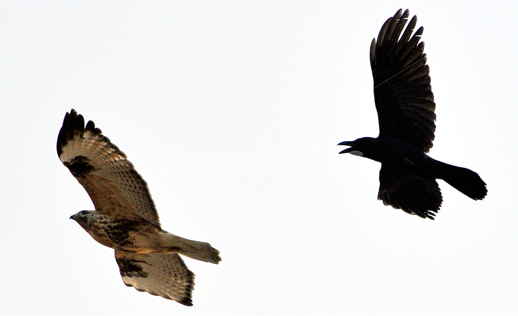 말똥가리,까마귀,새,생태사진,생태,조류,추격적,맹금류,nature,bird,동물,animal,조류,새,birds,누끼,remove background
