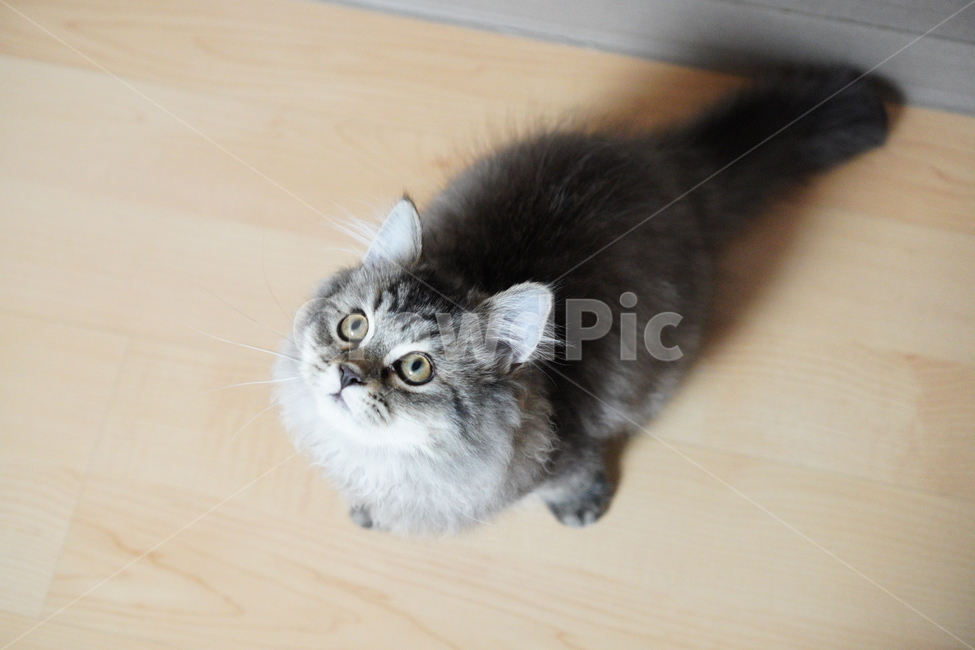 고양이,어린고양이,귀여운고양이,페르시안고양이,냥이,야옹이,반려묘,cat,cutecat,동물,animal,포유류,mammal,고양이,cat,kitten,kitty