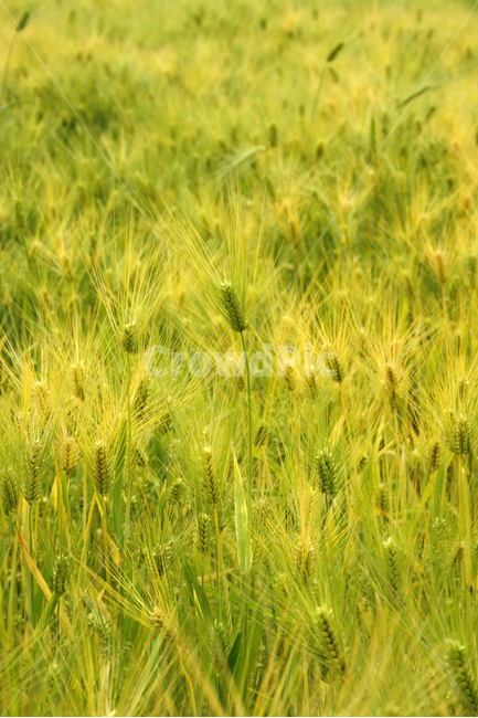 보리,밭,보리밭,식물,flower,plants,nature,풍경,식물,자연,plants,nature,곡류,곡식,cereals,산업,industry,industrial,농업,농사,agriculture,farming,farming industry