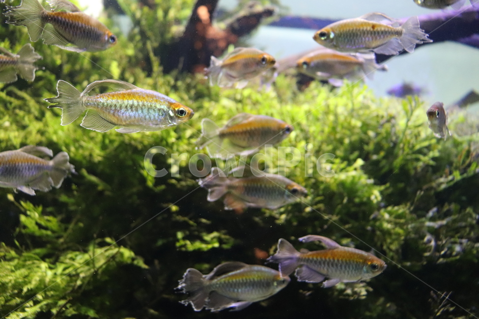 fish,물고기,animal,동물,aquatic,물의,water,물,어류,물고기,fish