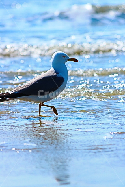 animal,동물,bird,새,갈매기,동물,animal,조류,새,birds