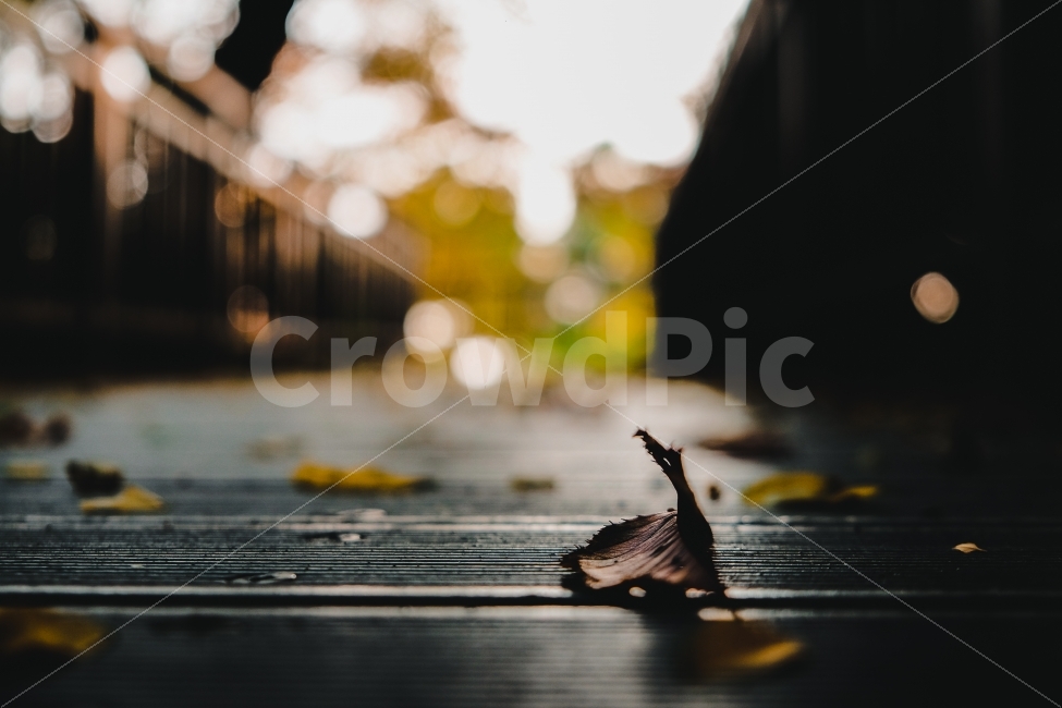 가을,낙엽,단풍,감성,보케,아웃포커싱,감성사진,가을,계절,fall,autumn,season,식물,자연,plants,nature,감성,sensible,feeling,animal,동물,bird,새