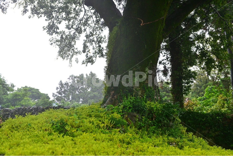 field,들,scenery,풍경,outdoors,옥외,landscape,경치,plant,식물,tree,나무,grassland,목초지,nature,자연,treetrunk,나무줄기,제주도,길,돌담장,담장,제주돌담장