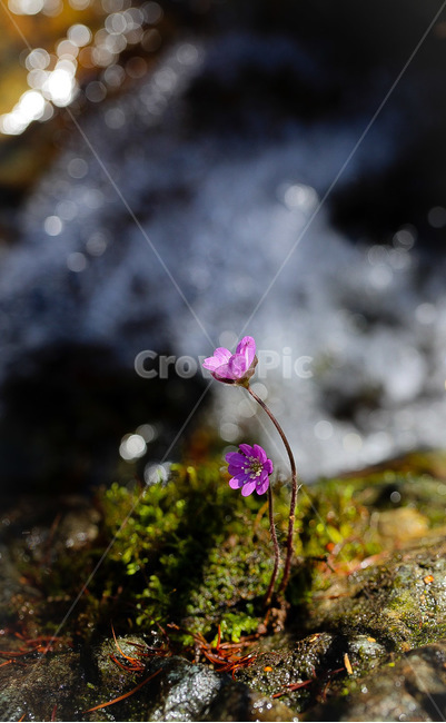 노루귀,봄꽃,야생화,들꽃,자연,식물,자연,plants,nature,꽃,flower