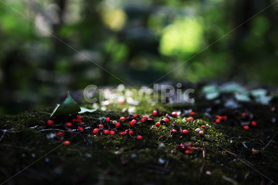 작살나무열매,열매,가을,이끼,바위,숲,산속,그늘,볕,식물,자연,plants,nature