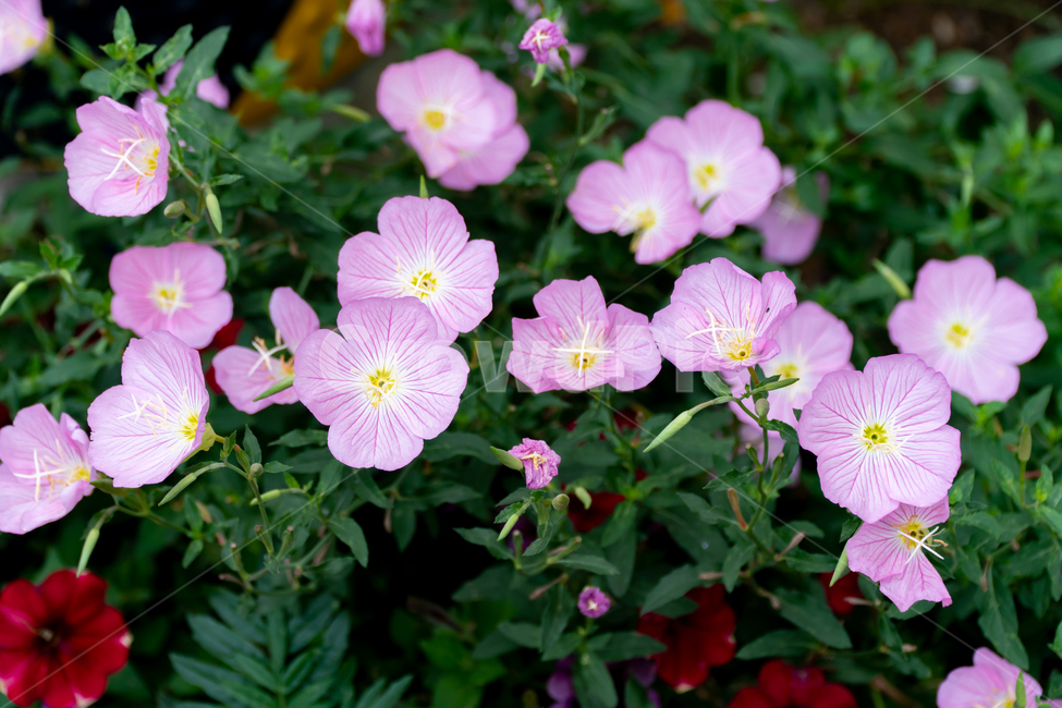 꽃,접사,식물,자연,plants,nature,flower,색깔,색상,색채,색감,colorsense,colorsensitivity,feelingofcolor,어울림