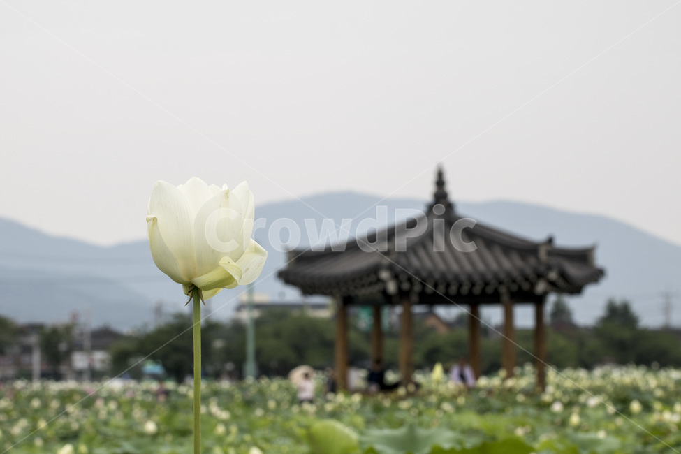 연꽃,축제,꽃,식물,잎,나뭇잎,나무,역광,꽃잎,접사,근접사진,봄,여름,배경,풍경,경치,백그라운드,도감,여름꽃,추희,한국전통,한국문화,korean traditional,korean culture,식물,자연,plants,nature,꽃,flower